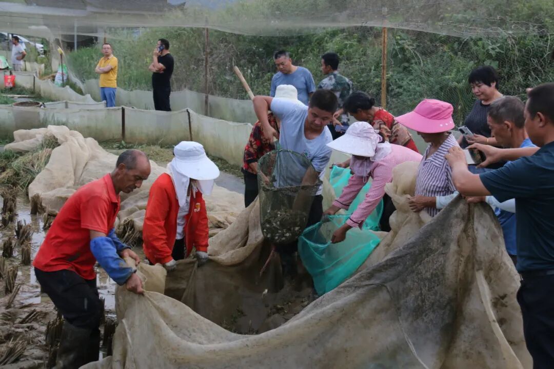 合兴镇稻花香里说丰年生态养殖好钱景