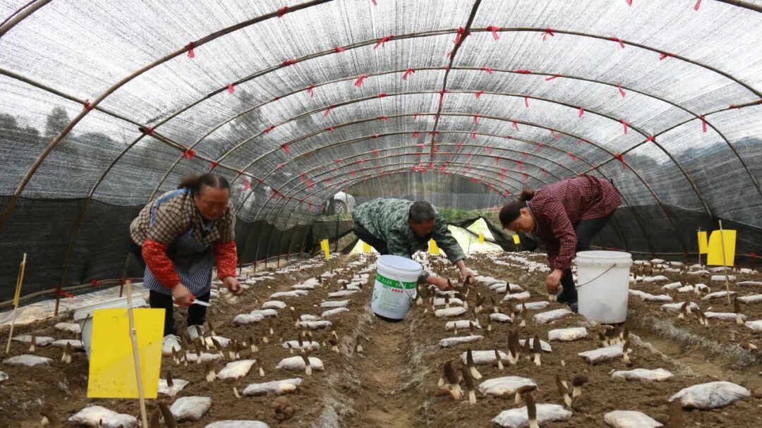 稳坪镇羊肚菌抢鲜上市绘出春日好丰景