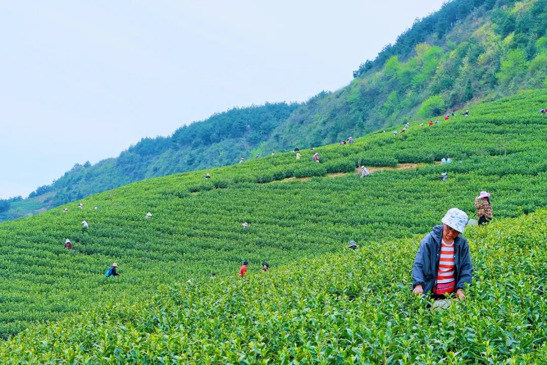 奋进的春天德江茶事知多少且看春日翠色间