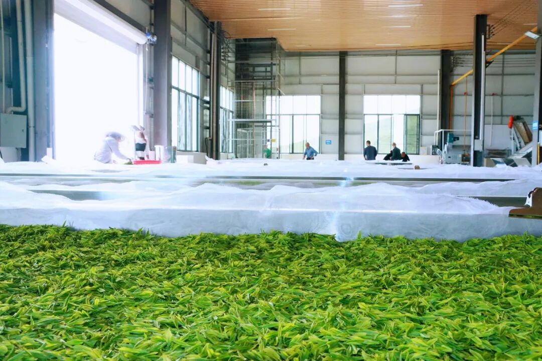 德江煎茶镇高竹村茶叶加工厂摊青现场.