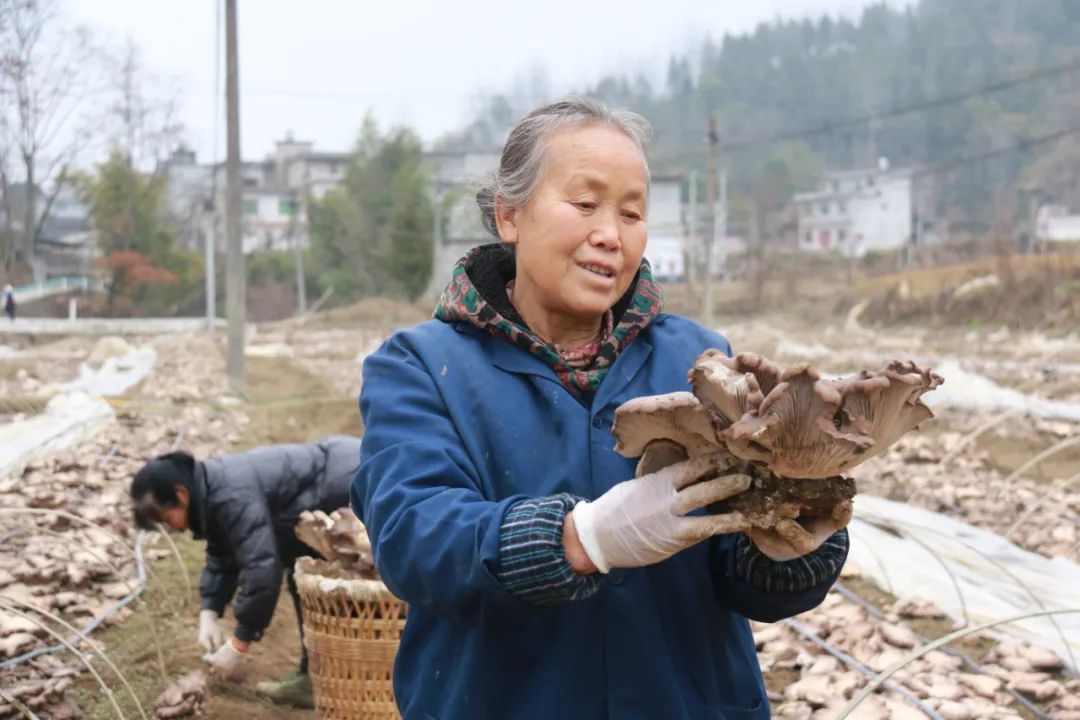 褐灵菇怎么吃图片