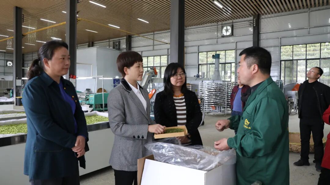 敖华到煎茶镇平原镇调研茶产业发展