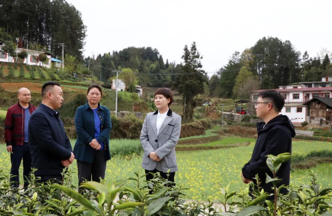 敖华到煎茶镇平原镇调研茶产业发展