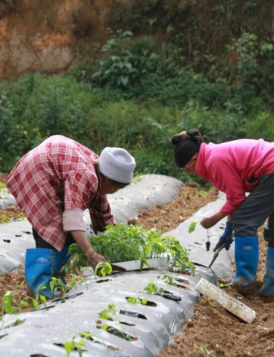 辣椒苗移栽忙移出好钱景德江复兴5000亩辣椒苗正积极移栽