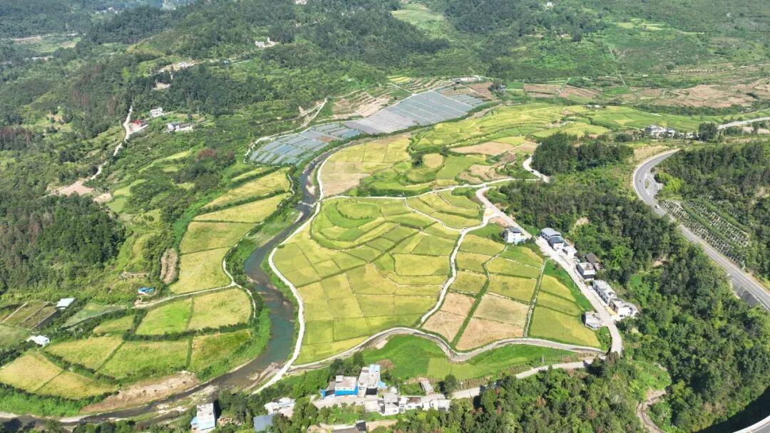 荆角乡稻浪滚滚好丰景水稻开镰忙收割