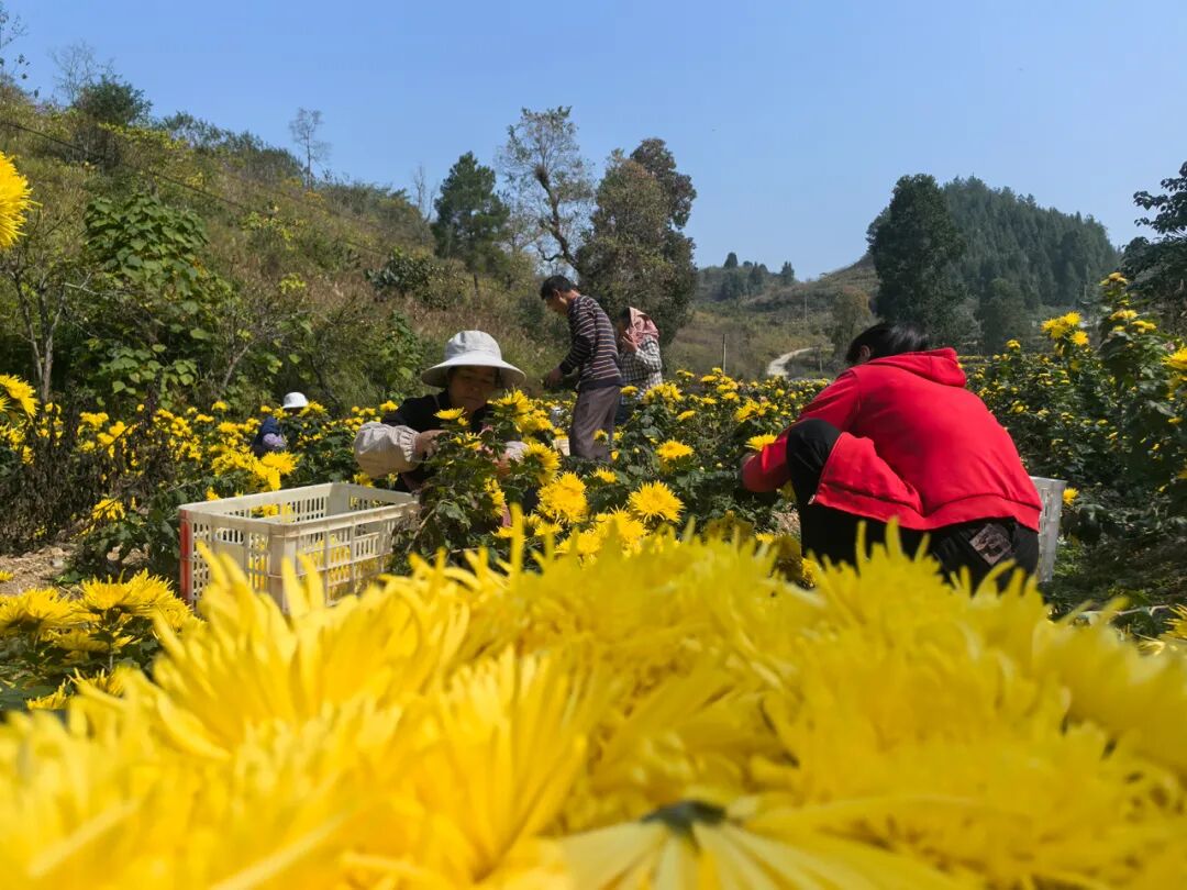 “三花山”入选央企助力乡村产业振兴特色品牌