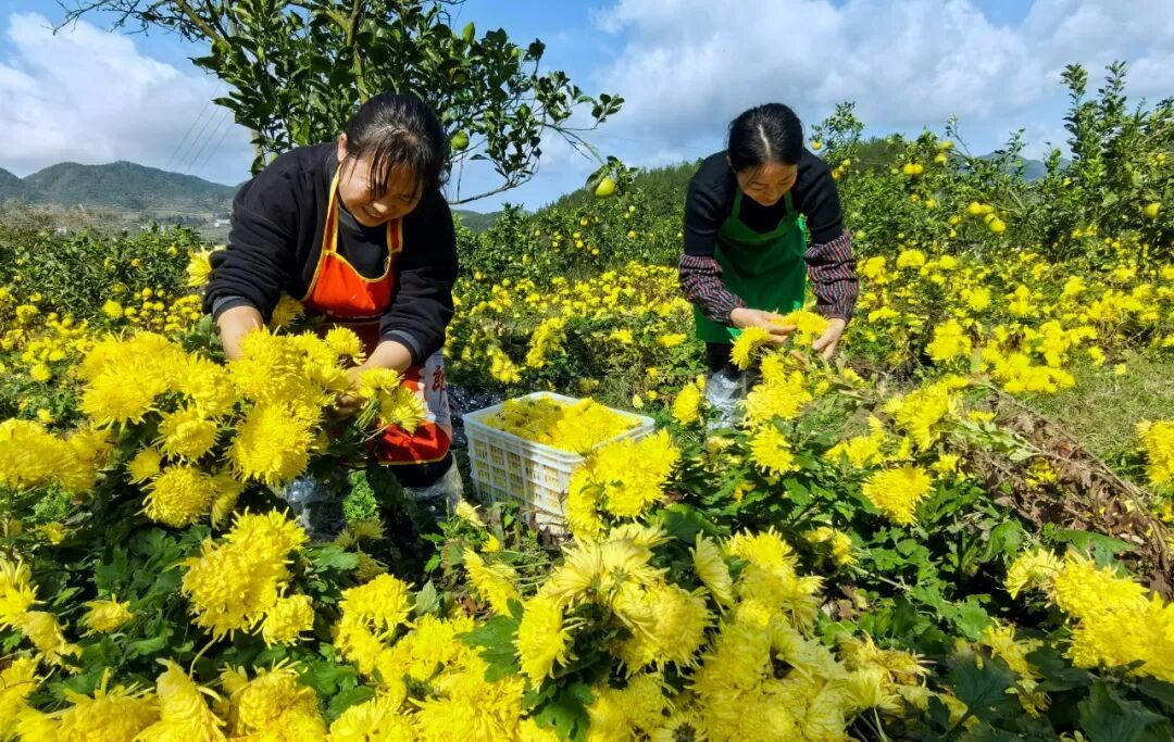 “三花山”入选央企助力乡村产业振兴特色品牌