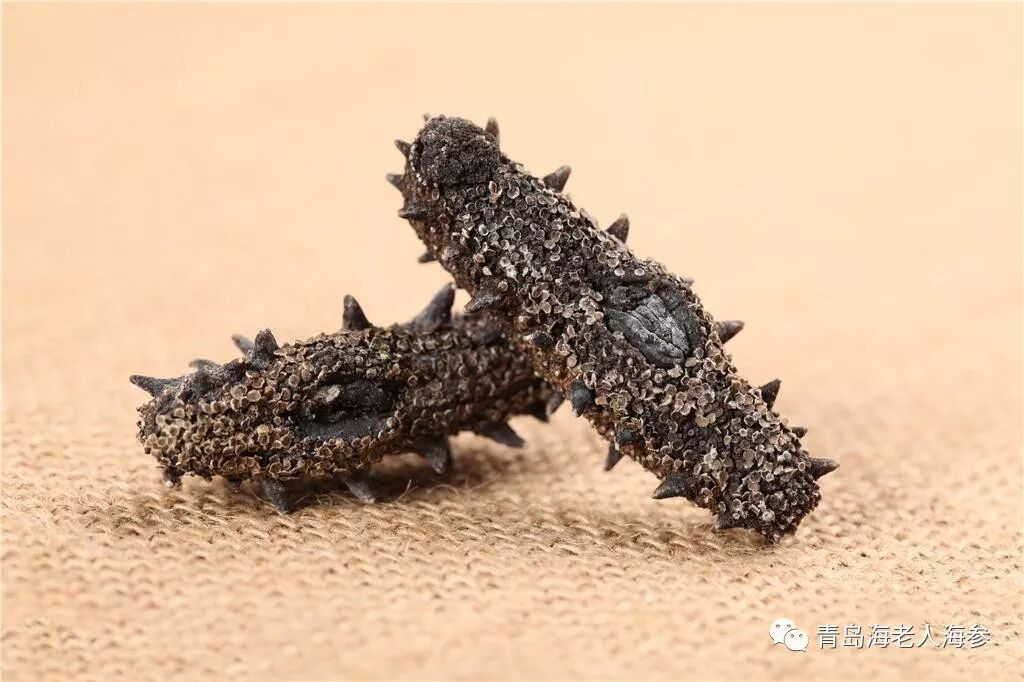 关于海参的基础知识（新手必读！）