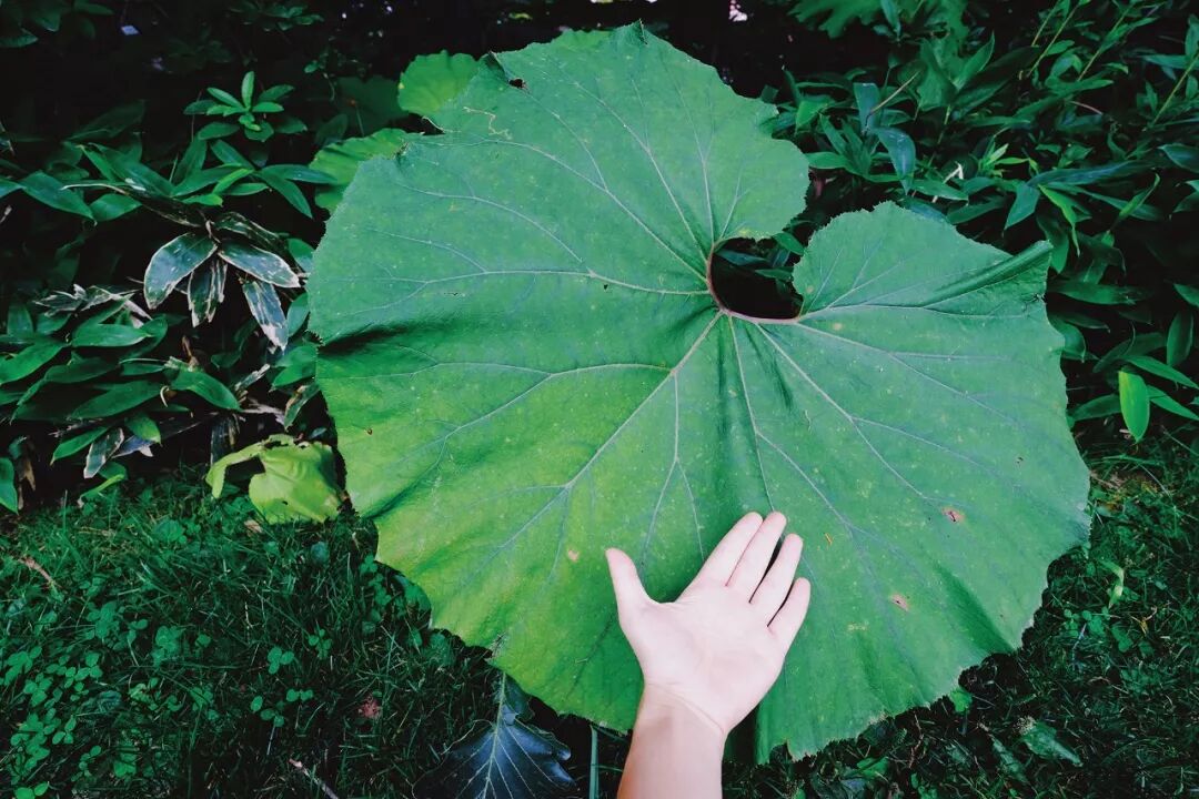 我的日本花园之旅 王子的小森林 微信公众号文章阅读 Wemp