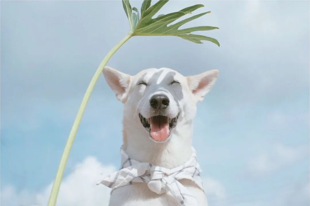 世界上最快樂的流浪狗，它戰勝癌症後，用微笑治愈全世界 寵物 第20張
