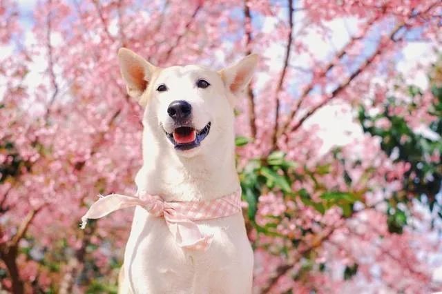 世界上最快樂的流浪狗，它戰勝癌症後，用微笑治愈全世界 寵物 第15張