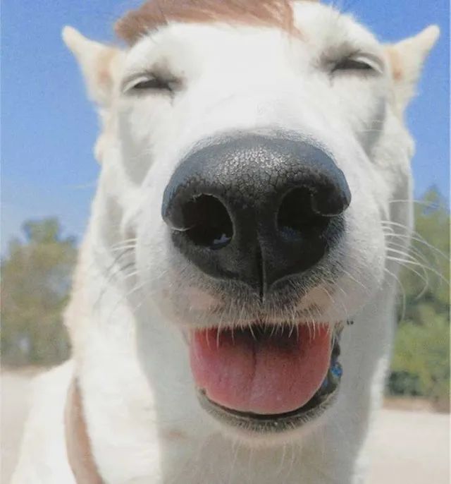 世界上最快樂的流浪狗，它戰勝癌症後，用微笑治愈全世界 寵物 第17張