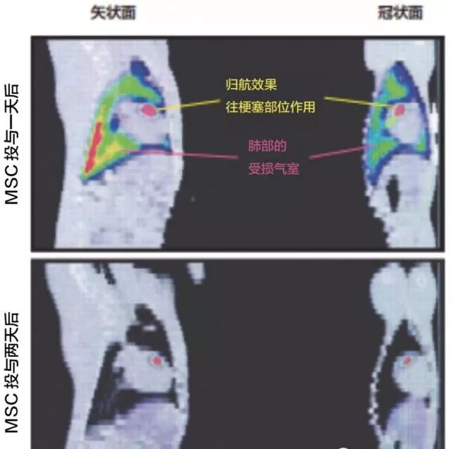 干细胞疗法在美容 治疗 抗衰老等方面的神奇功效 中科劲得 北京 生物技术有限公司
