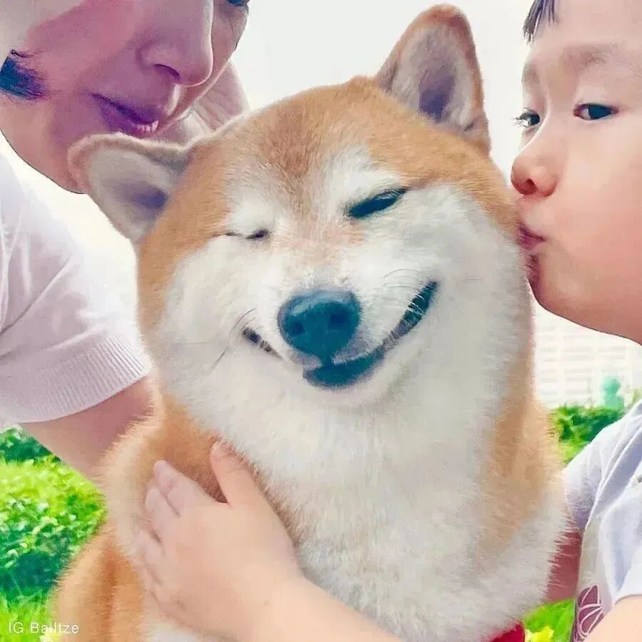 双语新闻：网红小狗Cheems去世，网友：我的表情包还是离开了我- 手机版- Powered by Discuz!