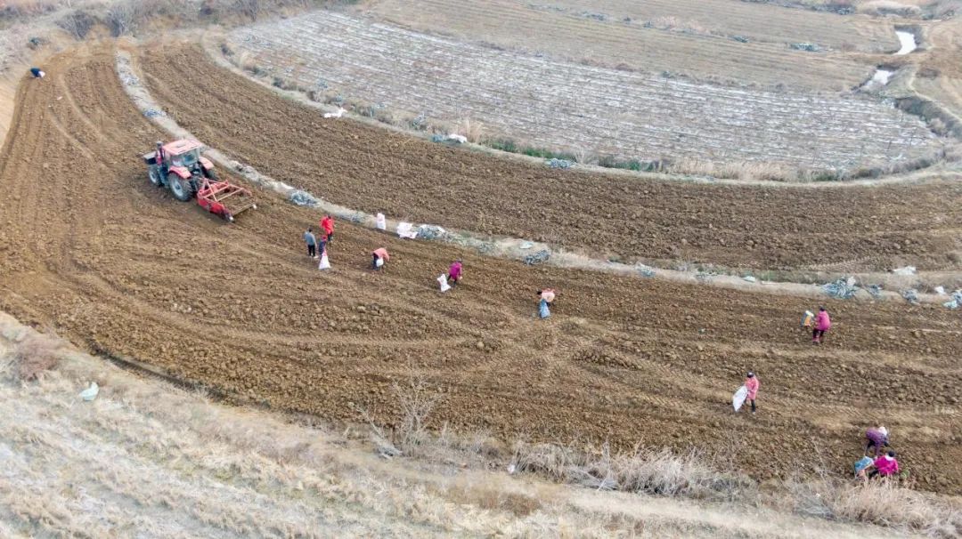 白蔹采收忙  致富药飘香白蔹采收,中药材种植,丰收季节