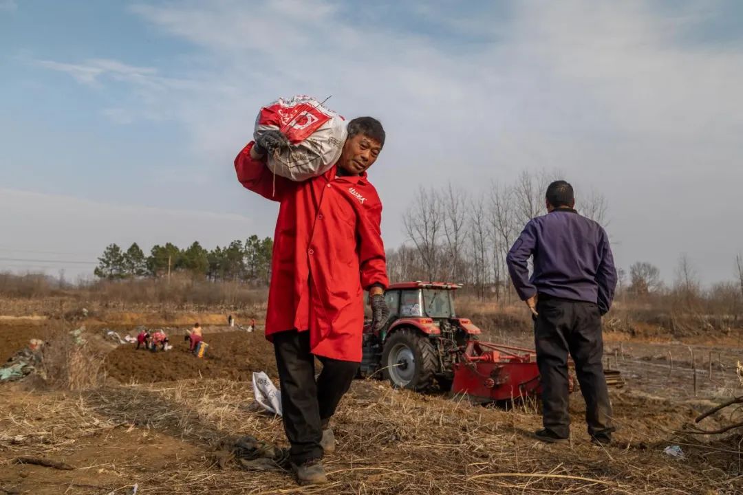 白蔹采收忙  致富药飘香白蔹采收,中药材种植,丰收季节
