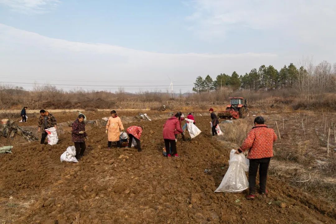 白蔹采收忙  致富药飘香白蔹采收,中药材种植,丰收季节