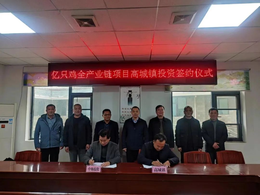 正式签约!亿只鸡全产业链项目落户高城镇高城镇,投资签约,湖北中杨农牧,招商引资,农牧产业升级