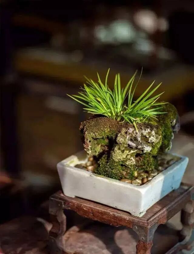 那个明朝渣男唐伯虎 新作 重现世界 苏州博物馆又火了 全网搜