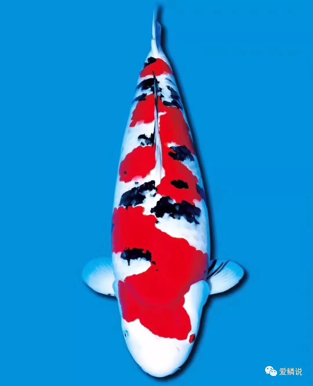 第十七届中国锦鲤大赛:82万大正夺得全场总合冠军