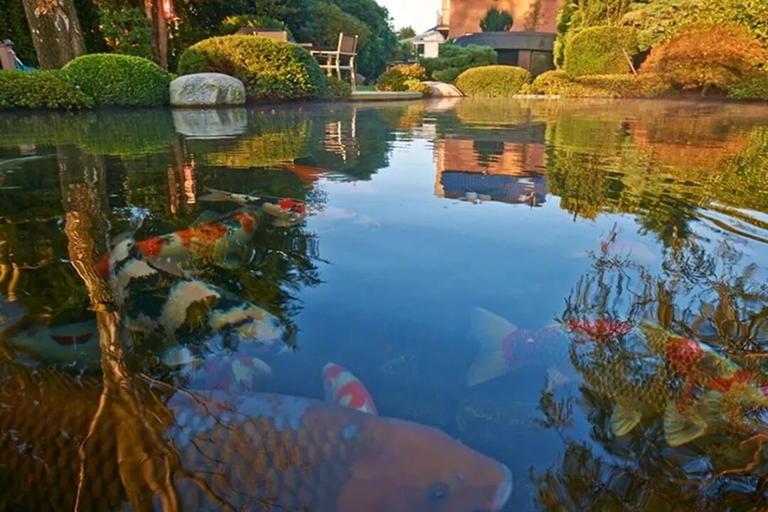 别人家的鲤 高温还能够多吃快长身体棒 富邦鱼池过滤器