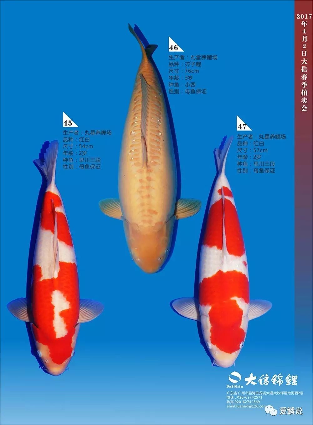 资讯丨广州大信锦鲤重点推介鲤一览,将于4月2日进行拍卖