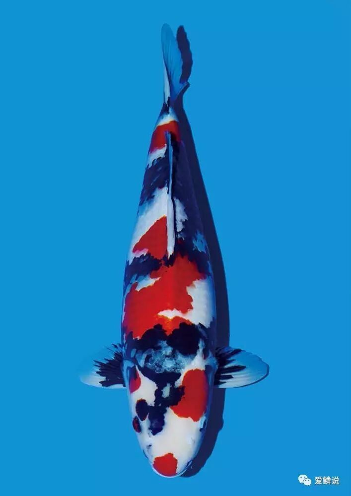 有酵养的锦鲤 就是健康 自由微信 Freewechat