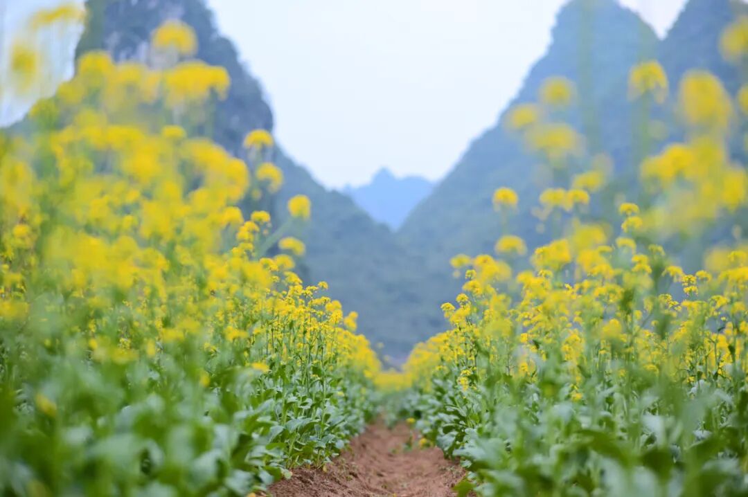 春暖花开大新这片油菜花太美了