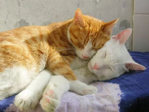 假酒害人，假鱼害猫，多少恩爱猫咪说翻脸就翻脸_萌宠-训练养宠技巧 