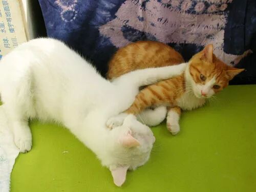 假酒害人，假鱼害猫，多少恩爱猫咪说翻脸就翻脸_萌宠-训练养宠技巧 