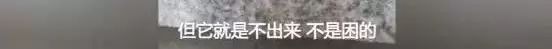 「十隻橘貓九隻渣，還有一只是詐騙犯！」 寵物 第16張