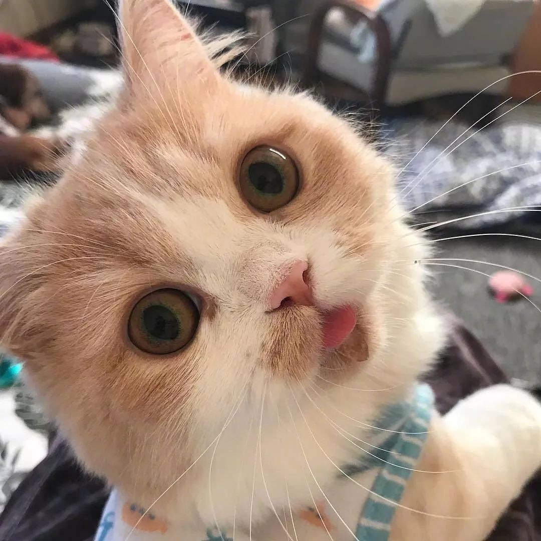 猫咪大型吐舌犯规现场!!!-微信头条网 猫咪大型吐舌犯规现场!!!