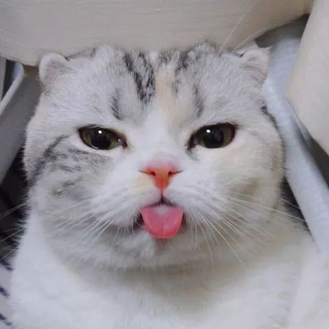 猫咪大型吐舌犯规现场!!!-微信头条网 猫咪大型吐舌犯规现场!!!