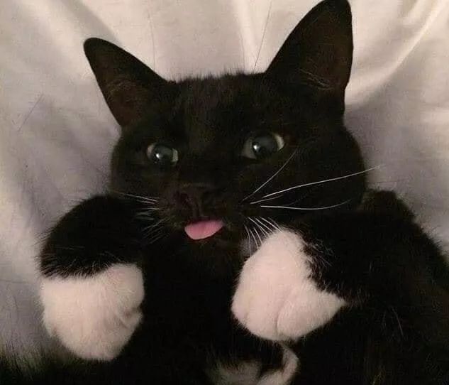 猫咪大型吐舌犯规现场!!!-微信头条网 猫咪大型吐舌犯规现场!!!