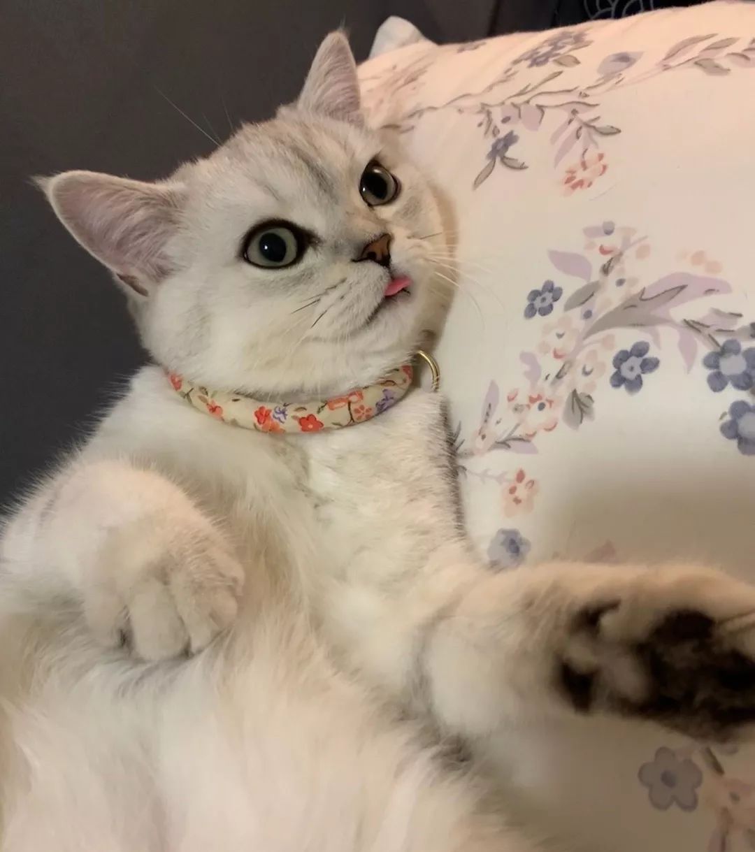 猫咪大型吐舌犯规现场！！！