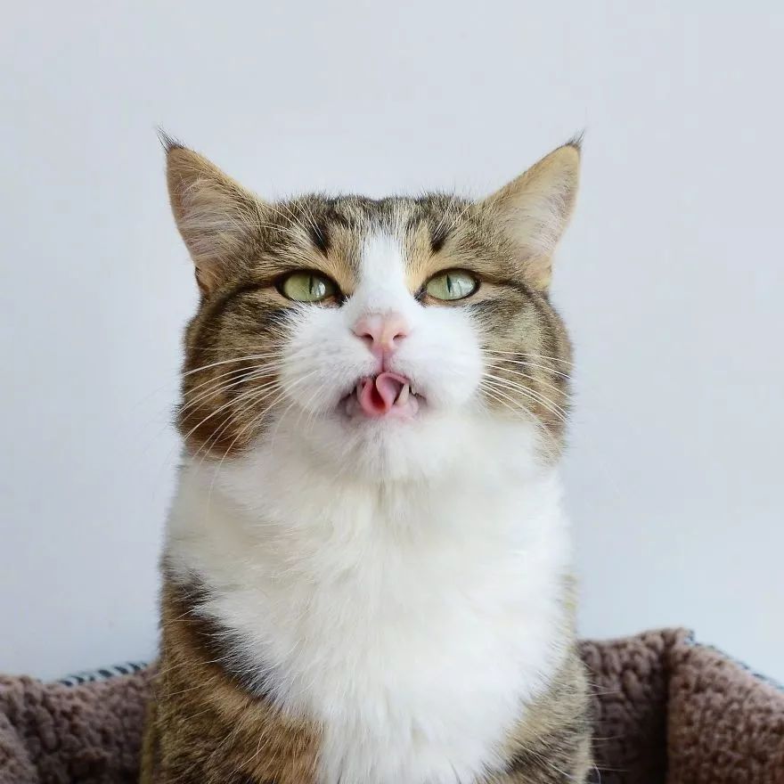 猫咪大型吐舌犯规现场!!!-微信头条网 猫咪大型吐舌犯规现场!!!