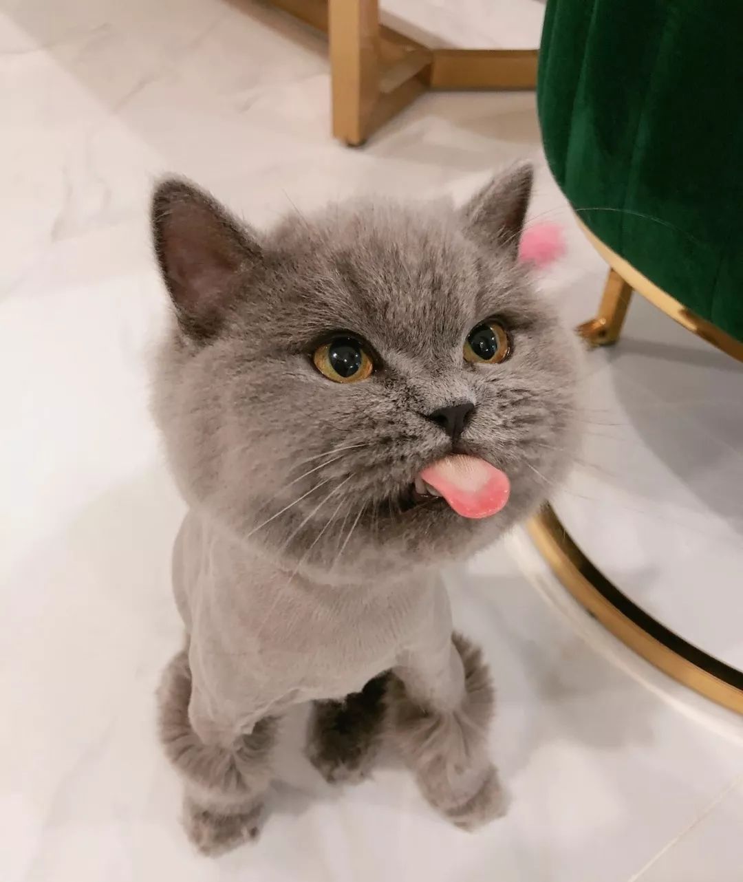 猫咪大型吐舌犯规现场!!!-微信头条网 猫咪大型吐舌犯规现场!!!