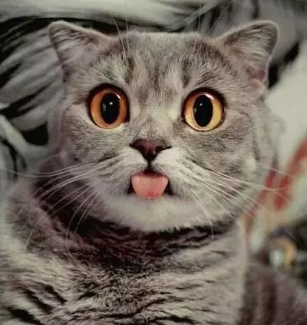 猫咪大型吐舌犯规现场!!!-微信头条网 猫咪大型吐舌犯规现场!!!