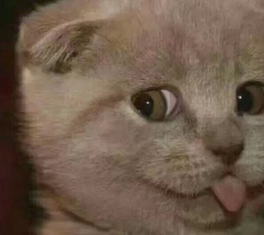 猫咪大型吐舌犯规现场!!!-微信头条网 猫咪大型吐舌犯规现场!!!