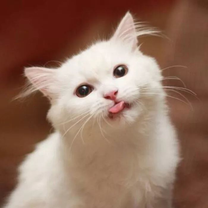猫咪大型吐舌犯规现场!!!-微信头条网 猫咪大型吐舌犯规现场!!!