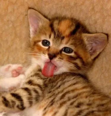猫咪大型吐舌犯规现场!!!-微信头条网 猫咪大型吐舌犯规现场!!!