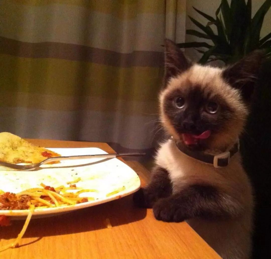 猫咪大型吐舌犯规现场!!!-微信头条网 猫咪大型吐舌犯规现场!!!