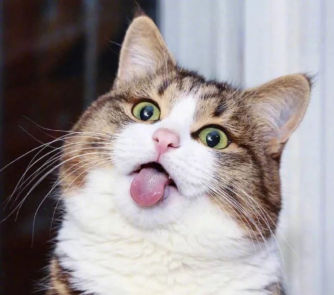猫咪大型吐舌犯规现场！！！
