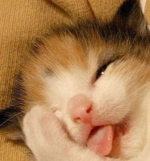 猫咪大型吐舌犯规现场!!!-微信头条网 猫咪大型吐舌犯规现场!!!