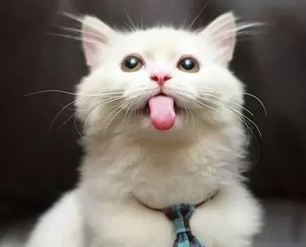 猫咪大型吐舌犯规现场!!!-微信头条网 猫咪大型吐舌犯规现场!!!