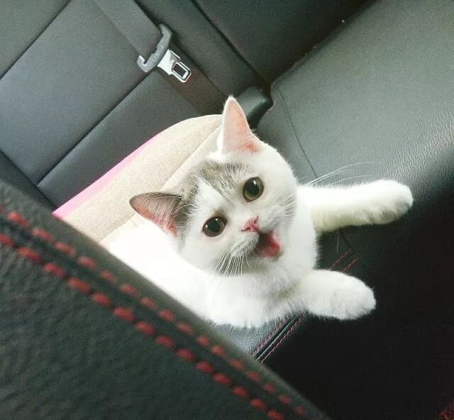 猫咪大型吐舌犯规现场！！！