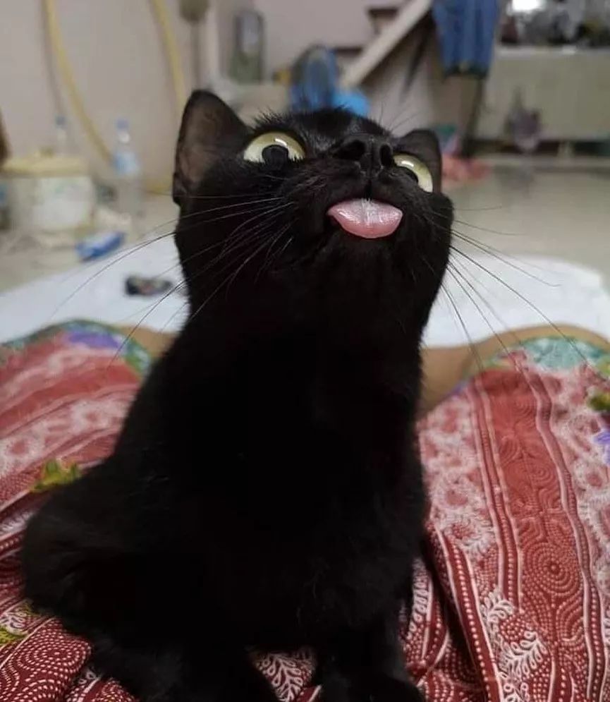 猫咪大型吐舌犯规现场!!!-微信头条网 猫咪大型吐舌犯规现场!!!
