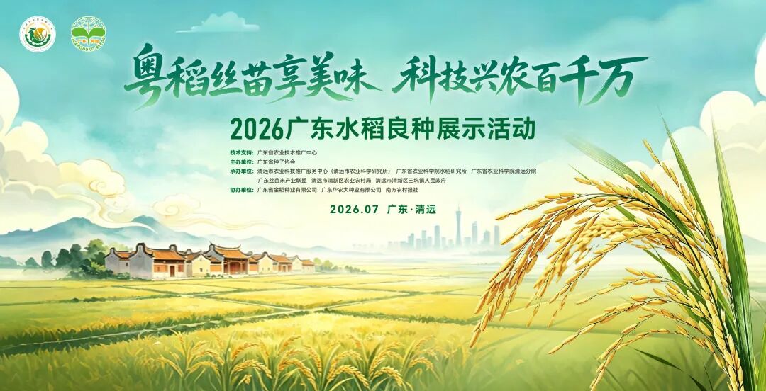 广东丝苗米的进阶密码