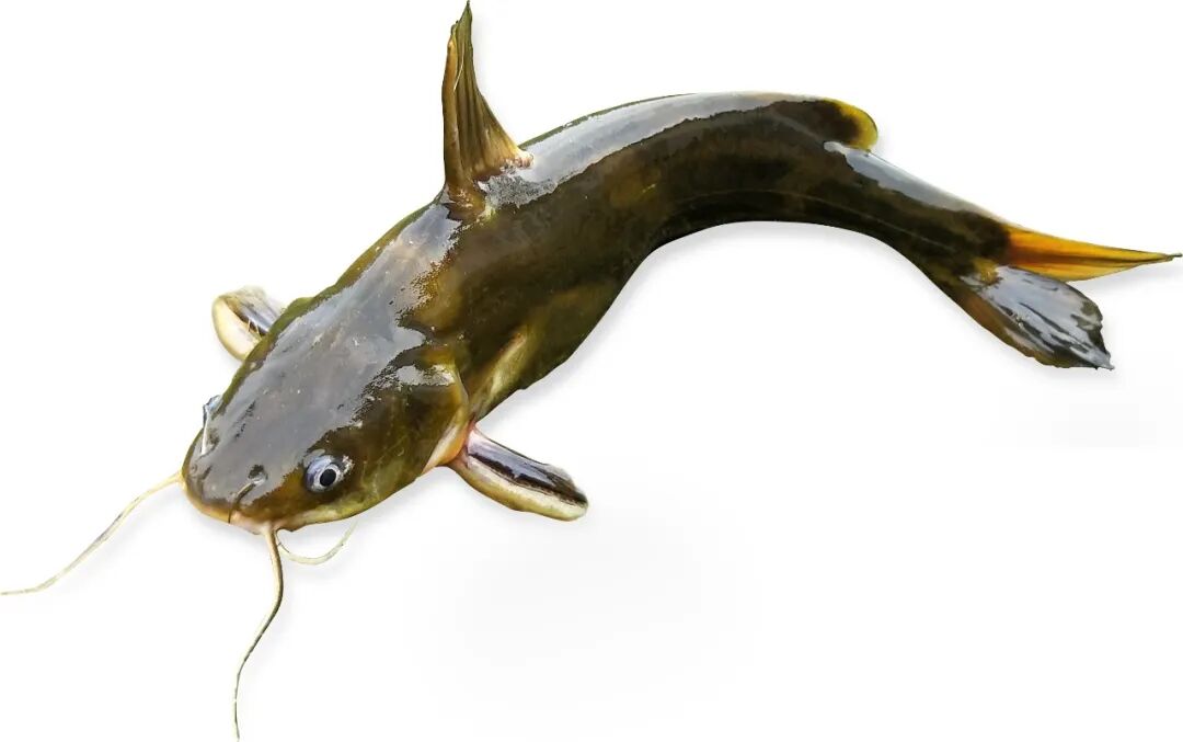 "在高雄杂交黄颡鱼百容1号的繁育过程中,我们要时刻关注水温及投喂