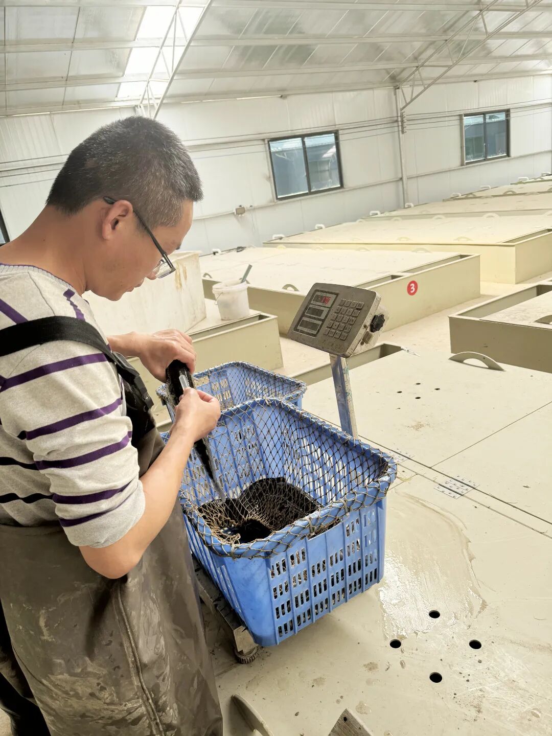 水上春耕正当时,海大集团以"良种 良法 良养"保障水产种苗供应